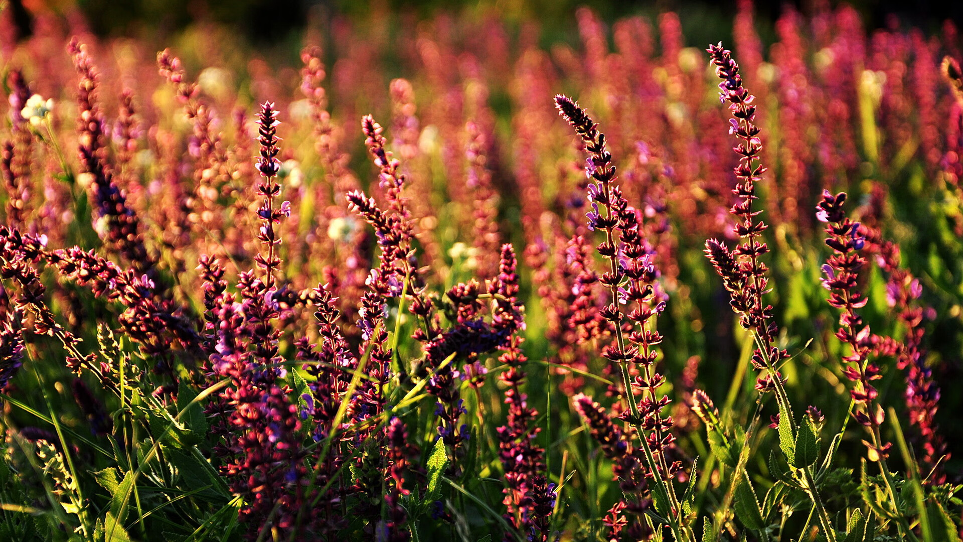 深圳佳兆业队员合作默契,取得关键胜利,佳兆业深圳首个项目