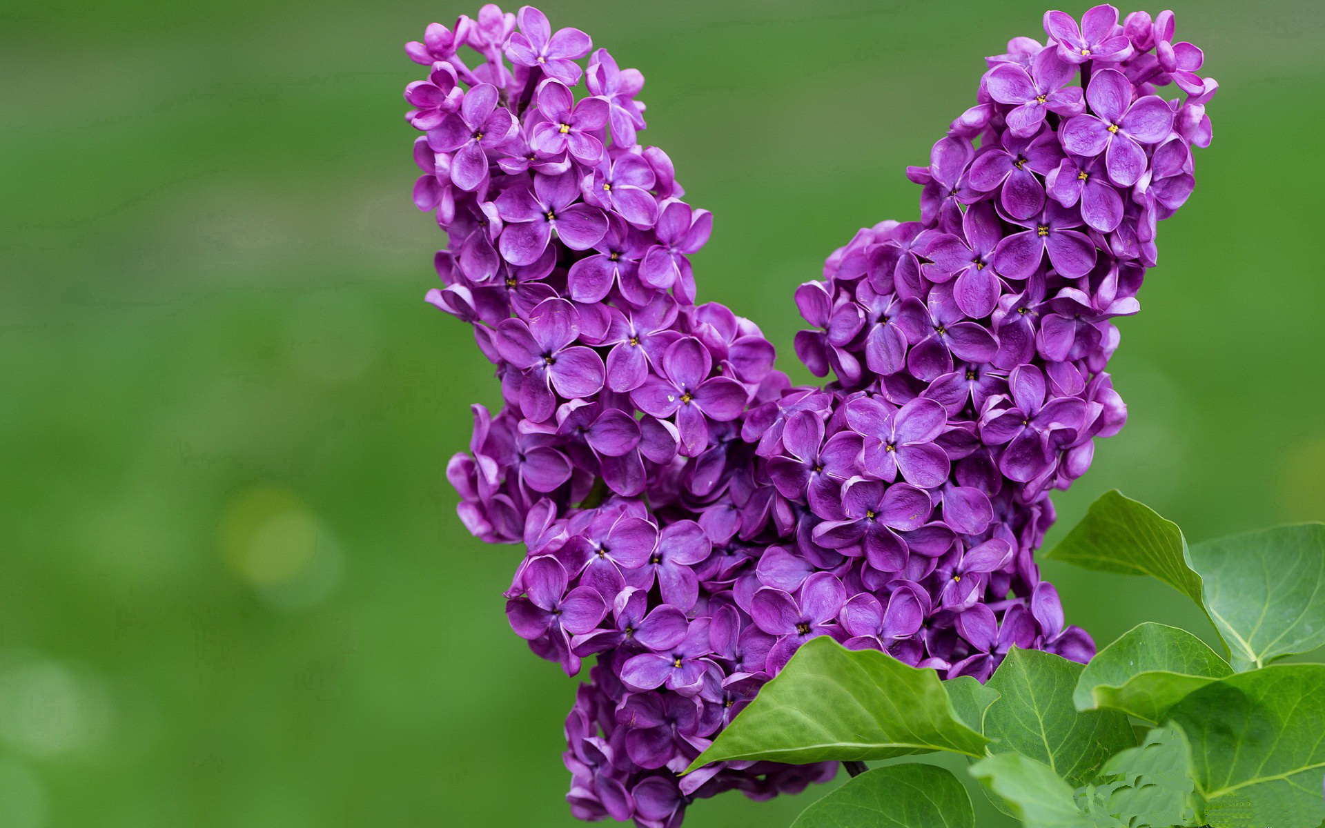 Xingkong-诺里奇城主场表现回暖，黄蜂军团盼提前冲超，诺里奇治安