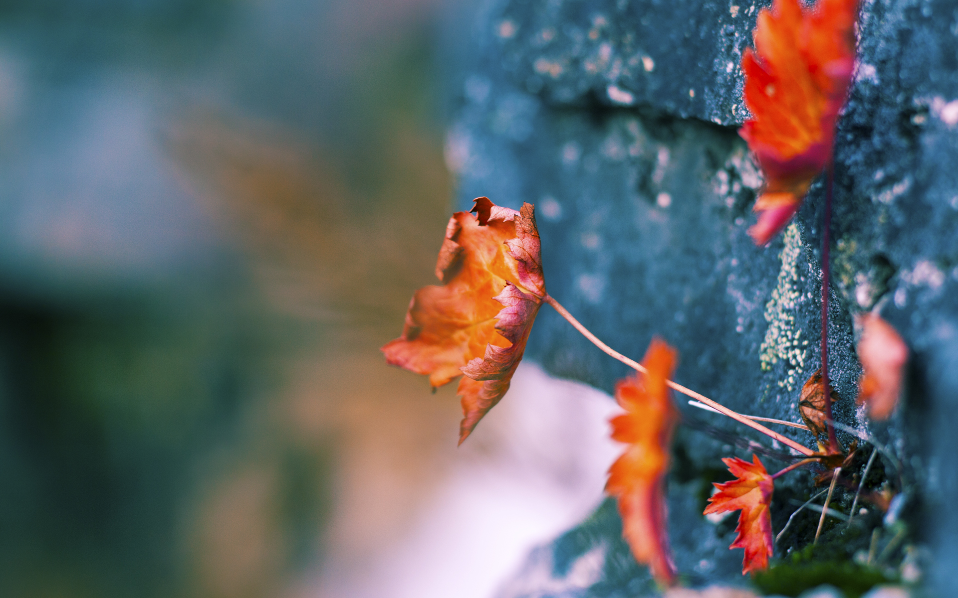 王嘉男跳远超标刷新赛会纪录,王嘉男跳远夺冠