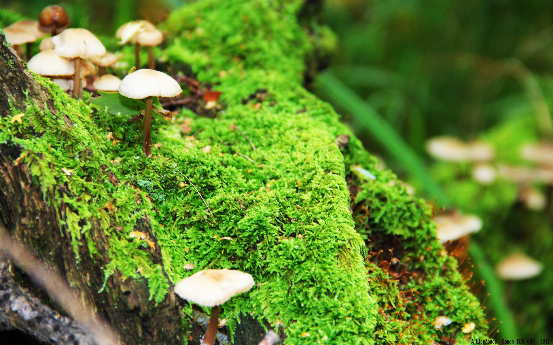 美洲杯精彩纷呈:明星盛放,风采动人!,美洲杯有哪些明星